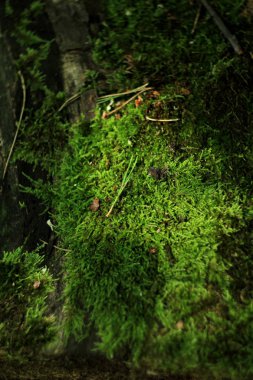Yeşil yosun ile doğal çiçek arka plan