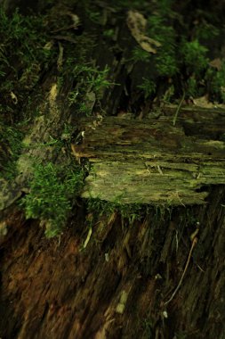 Yeşil yosun ile doğal çiçek arka plan