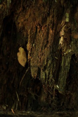 Ormanda ağaç kabuğu ile doğal çiçek arka plan