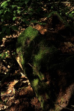 Kabuğu üzerinde yeşil yosun ile doğal çiçek arka plan