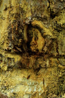 Ağaç dokusukabuğu, orman arka planı