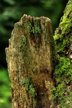 Kabuğu üzerinde yeşil yosun ile doğal çiçek arka plan