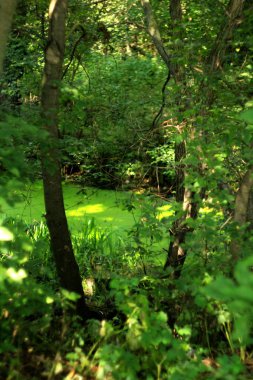 güneşli bir günde ormanda yeşil ağaçlar