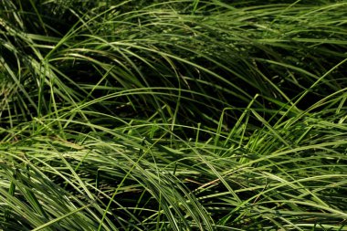 yeşil çim yakın çekim, doğa arka plan