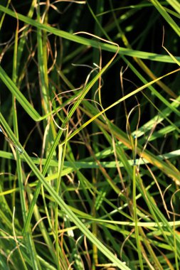 yeşil çim yakın çekim, doğa arka plan