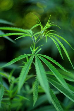 Kenevir Bud, taze kenevir yeşil yaprakları yakın. Açık havada. Kenevir bitkisinin çalıları. Esrar Arka Planı