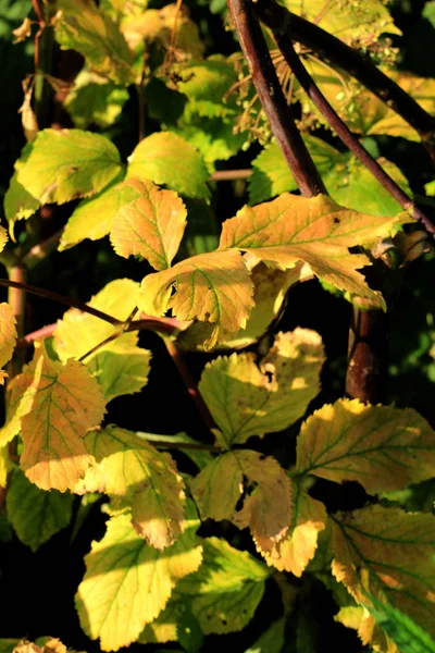 Natural Floral Background Autumnal Garden Bush Leaves — Stock Photo, Image