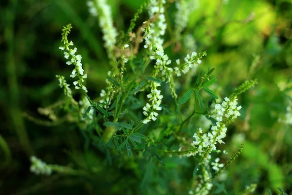 白い花と自然な花の背景 — ストック写真