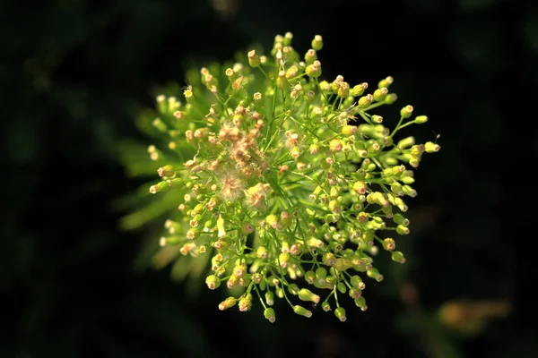 Close Green Plant Nature Background — Stock Photo, Image