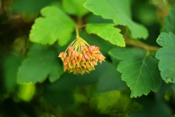 Gros Plan Sur Les Plantes Vertes Fond Naturel — Photo