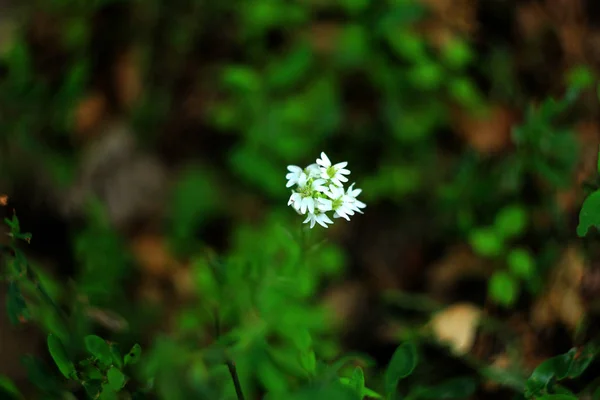 Φυσική Floral Φόντο Λευκά Λουλούδια — Φωτογραφία Αρχείου