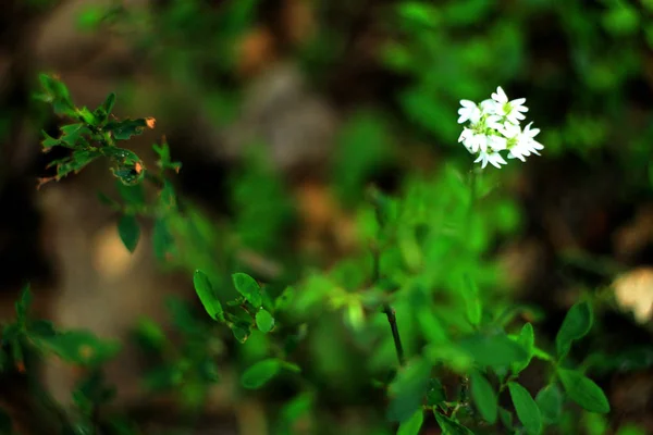 Φυσική Floral Φόντο Λευκά Λουλούδια — Φωτογραφία Αρχείου