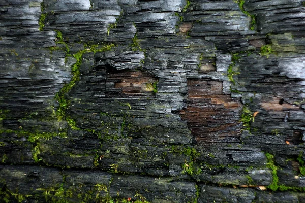 Naturlig Blommig Bakgrund Med Grön Mossa Bark — Stockfoto