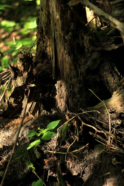 Fundo Floral Natural Com Casca Árvore Floresta — Fotografia de Stock