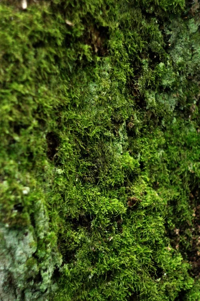 Natürliche Florale Hintergrund Mit Grünem Moos Auf Rinde — Stockfoto
