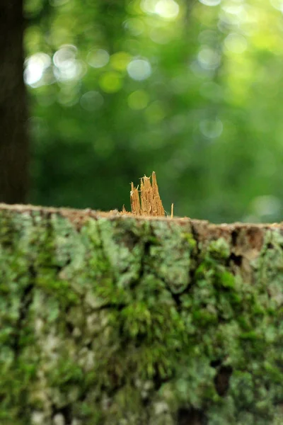 Naturlig Blommig Bakgrund Med Grön Mossa Bark — Stockfoto