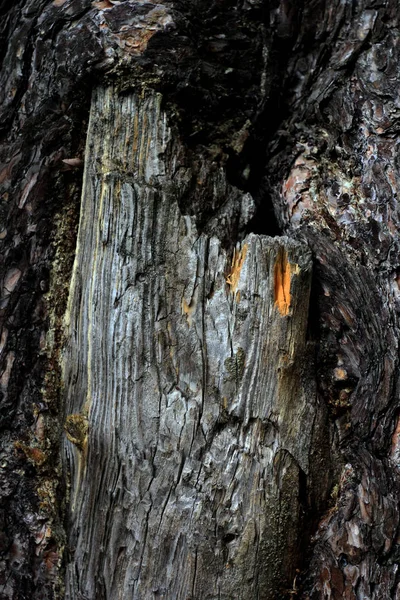 Naturlig Blomster Bakgrund Med Gran Bark Skogen — Stockfoto