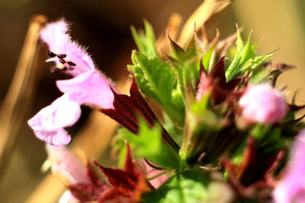 Fondo Floral Natural Con Flor Rosa — Foto de Stock