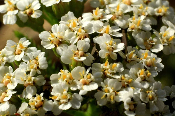 Naturlig Blomster Bakgrund Med Vita Blommor — Stockfoto