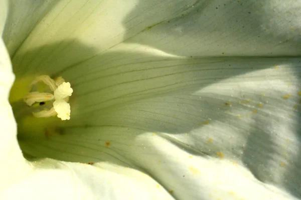 Bellissimo Tulipano Bianco Fiore Primo Piano — Foto Stock