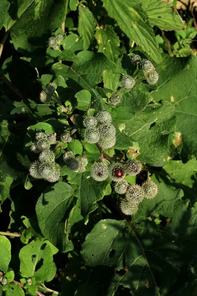 Plante Verte Poussant Forêt — Photo