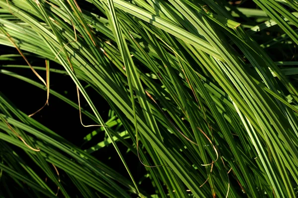Close Green Grass Nature Background — Stock Photo, Image
