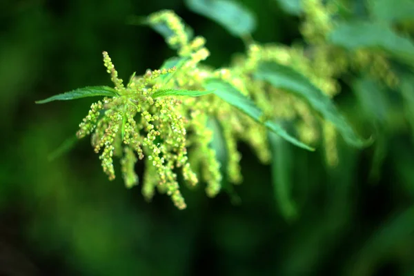 Planta Verde Que Crece Bosque — Foto de Stock