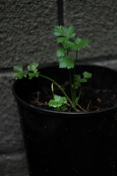 Tencereye Büyüyen Yeşil Bitki - Stok İmaj