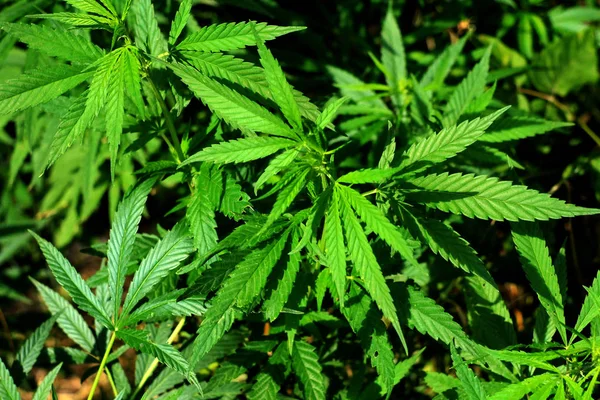 Cannabis Bud Hojas Verdes Cannabis Fresco Cerca Aire Libre Arbustos Imágenes de stock libres de derechos