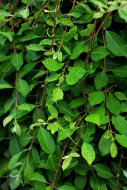 yeşil yaprakların yakın çekim, doğa arka plan