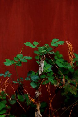 kırmızı arka plan üzerinde yeşil yaprakların yakın çekim