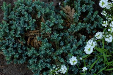 Çiçekli gelin çelenk kulesi, çiçek arka plan Closeup 