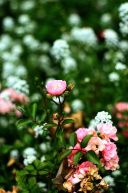 Bahçede açan pembe güller