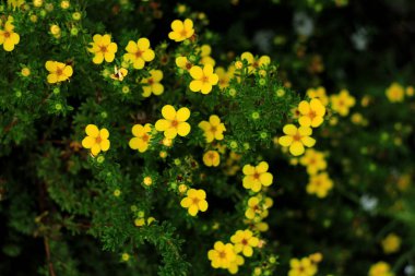 Bahçede Büyüyen Küçük Sarı Çiçekler, Doğa fotoğrafçılığı