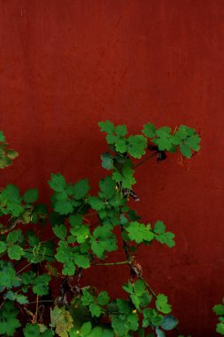 kırmızı arka plan üzerinde yeşil yaprakların yakın çekim