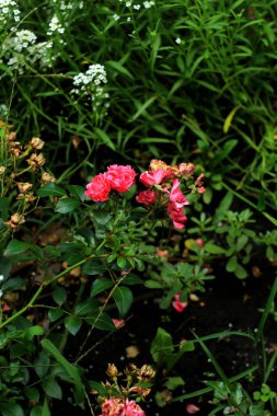 Bahçede açan kırmızı güller