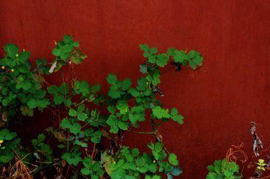 kırmızı arka plan üzerinde yeşil yaprakların yakın çekim