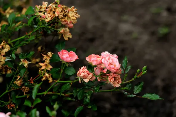 Fragrant Roses Full Blossom Washington Park Rose Garden Portland Oregon — Stock Photo, Image