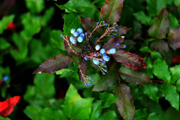 Trailing Mahonia Bush Green Leaves Blue Berries — Stock Photo, Image