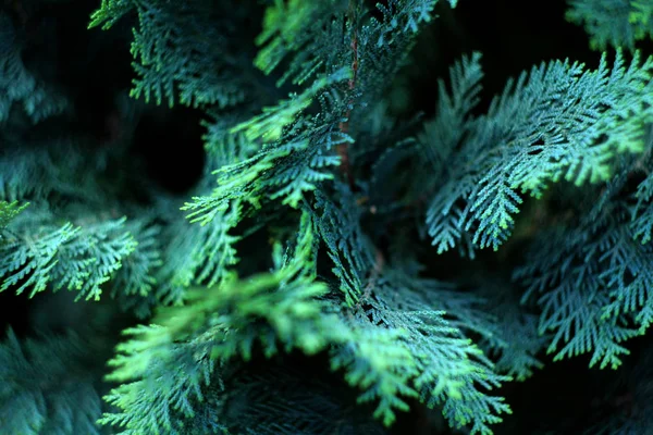 Красивий Квітковий Фон Зелене Листя Дерева Альтанки — стокове фото