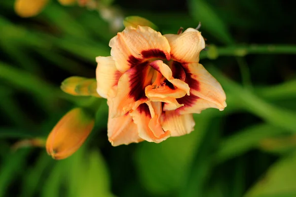 Piękny Pomarańczowy Tulipan Kwiat Zbliżenie — Zdjęcie stockowe