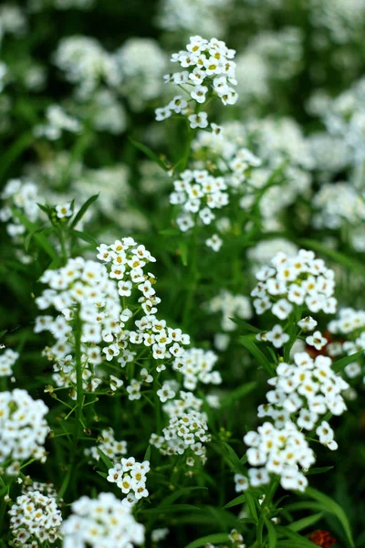 Closeup Virágzás Menyasszonyi Koszorú Spirea Virágos Háttér — Stock Fotó