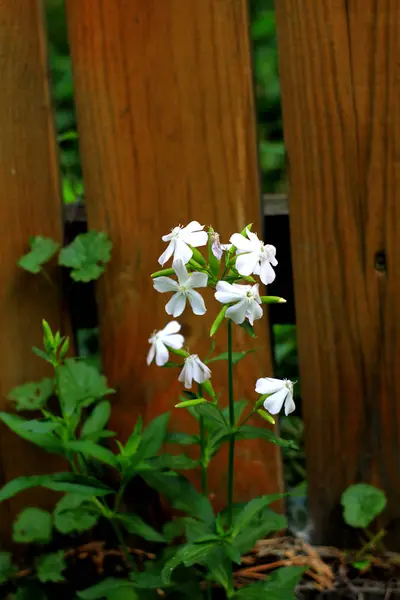 Természetes Virágháttér Fehér Virágokkal — Stock Fotó
