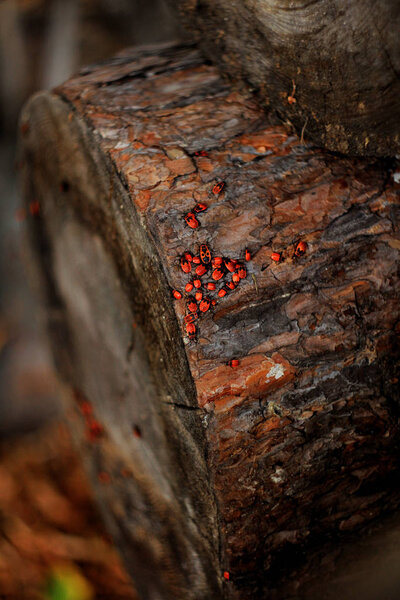 old tree stub with many small bugs in forest 