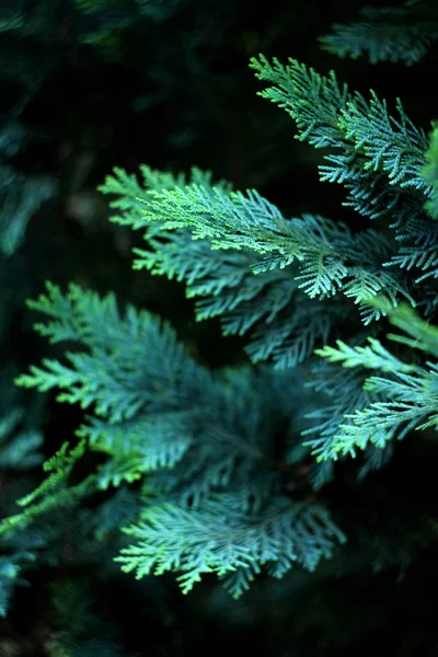 Güzel Çiçek Arka Plan Arborvitae Ağacının Yeşil Yaprakları — Stok fotoğraf