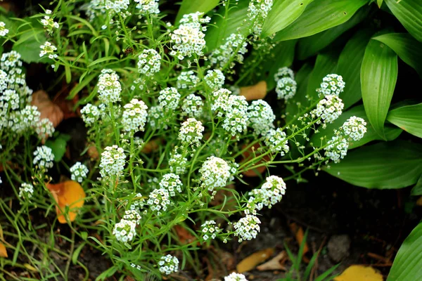 Närbild Blommande Brudkransen Spirea Blommig Bakgrund — Stockfoto