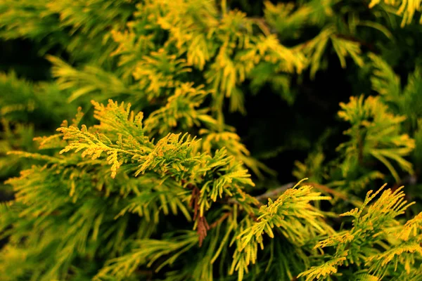 Beautiful Floral Background Green Leaves Arborvitae Tree — Stock Photo, Image