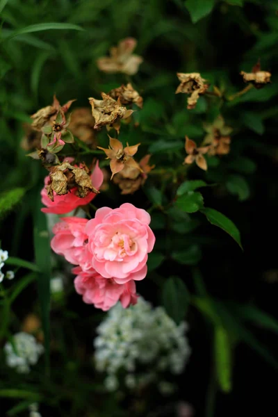 Fragrant Roses Full Blossom Washington Park Rose Garden Portland Oregon — Stock Photo, Image