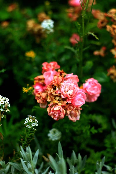 Rosas Fragantes Plena Floración Washington Park Rose Garden Portland Oregon — Foto de Stock