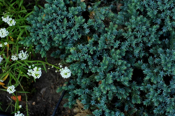 Fechar Floração Nupcial Grinalda Spirea Fundo Floral — Fotografia de Stock